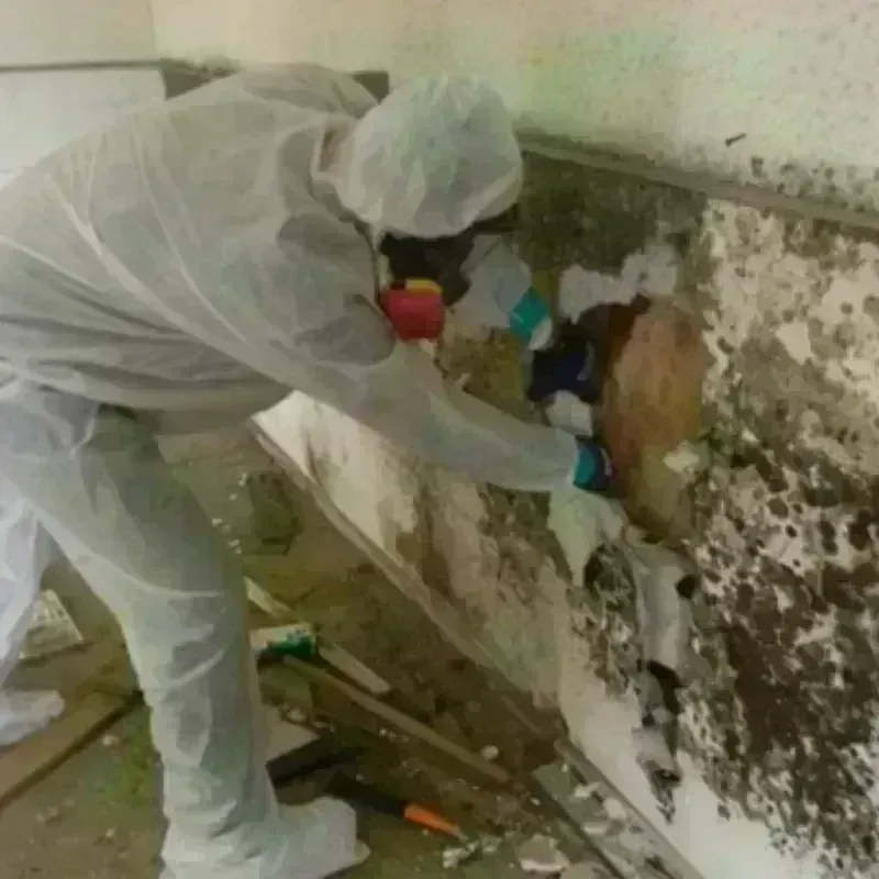 Mold Remediation and Removal in Bradley Gardens, NJ